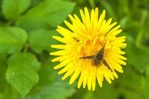 Maskros blomma med blomflugor — Stockfoto