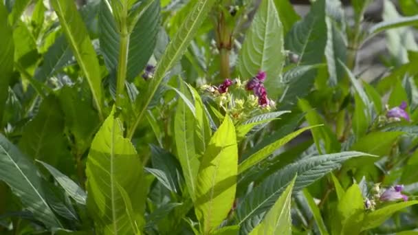 Policeman's helm, Impatiens glandulifera — Stockvideo