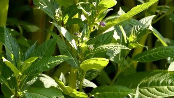 Policeman's helm, Impatiens glandulifera — Stockvideo