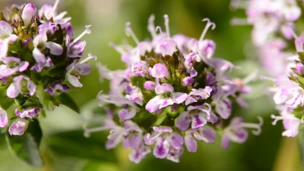 Savoureux à la fleur — Video