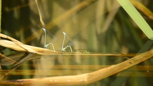 Mouche-demoiselle azur pendant la reproduction — Video