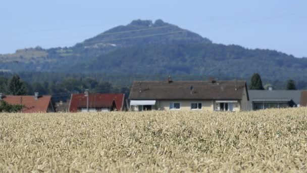 Trigo maduro en Alemania — Vídeos de Stock