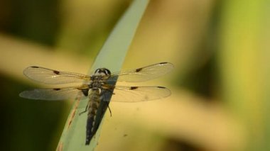 Dört noktalı avcı, yusufçuk havuzun kenarında bir yaprağın üzerinde oturuyor.
