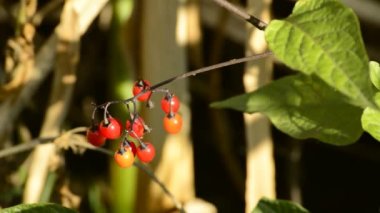 Solanum dulcamara, tıbbi bitki çilek ile