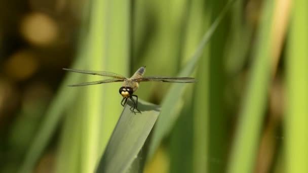 Perseguidor de cuatro manchas, libélula sentada en una hoja cerca de un estanque — Vídeos de Stock