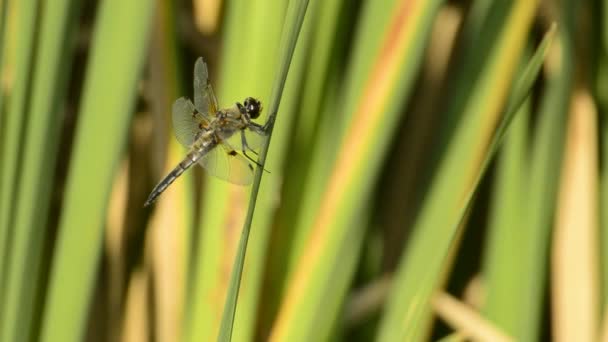 Perseguidor de cuatro manchas, libélula sentada en una hoja cerca de un estanque — Vídeos de Stock