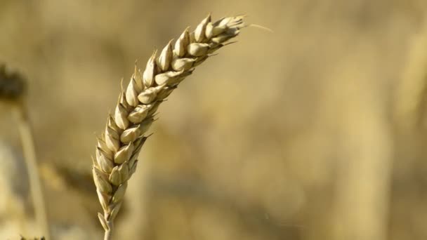 Пшеница, крупный план головы — стоковое видео