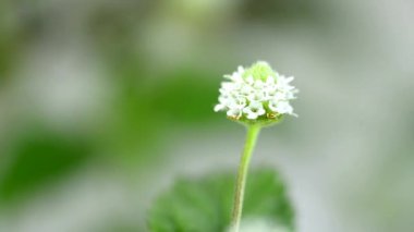 Aztek tatlı ot, kültürlenebilen dulcis, doğal tatlandırıcı