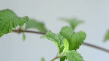 Aztek tatlı ot, kültürlenebilen dulcis, doğal tatlandırıcı