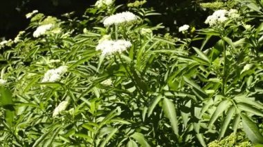 Danewort, Sambucus ebulus, zehirli yaşlı