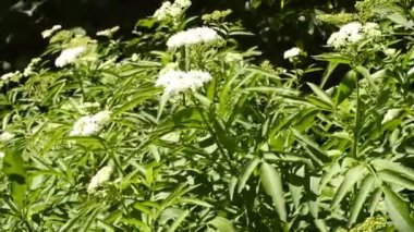 Danewort, Sambucus ebulus, zehirli yaşlı