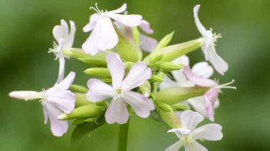  Çiçekli sabun köpüğü.