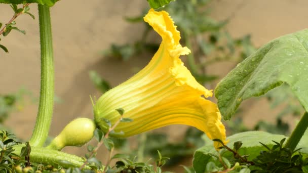 Zucchini planta em crescimento com flor — Vídeo de Stock