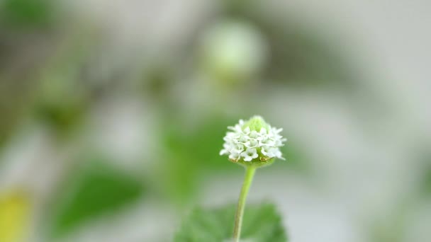 Hierba dulce azteca, Phyla dulcis, edulcorante natural — Vídeos de Stock