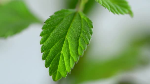 Hierba dulce azteca, Phyla dulcis, edulcorante natural — Vídeo de stock