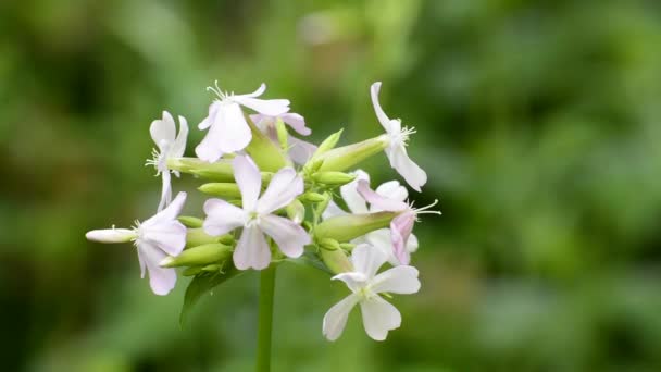 Common soapwort, with flower — Stock Video