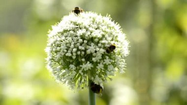  Dev soğan, Allium giganteum, arılar ile çiçek