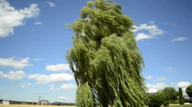 Babylon willow, güçlü Rüzgar Salix babylonica