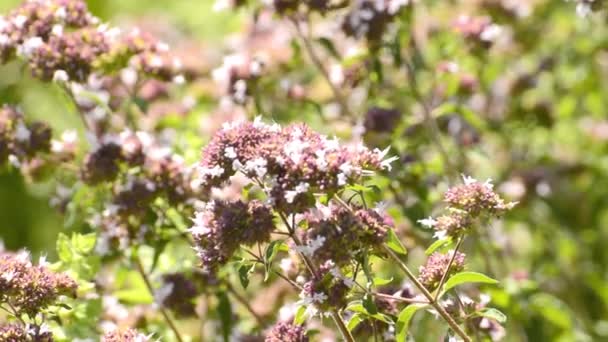 Oregano, Origanum vulgare, koření a léčivá rostlina — Stock video