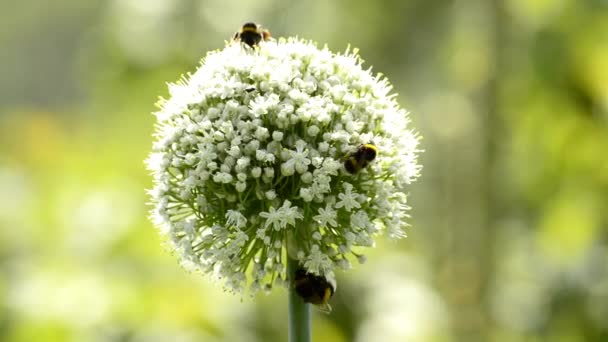 Riesenzwiebeln, Allium giganteum, Blume mit Bienen — Stockvideo
