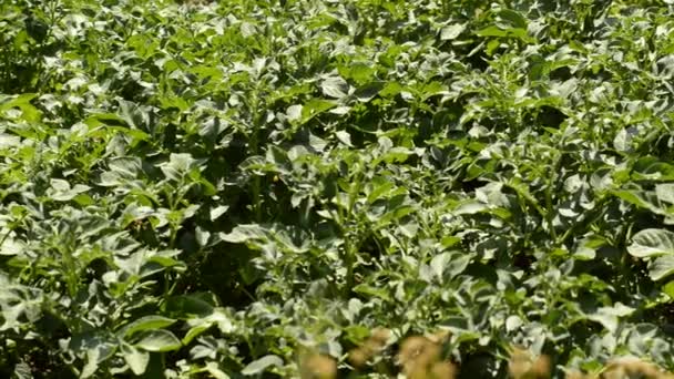 Potatis växer i vegetabiliska trädgård — Stockvideo