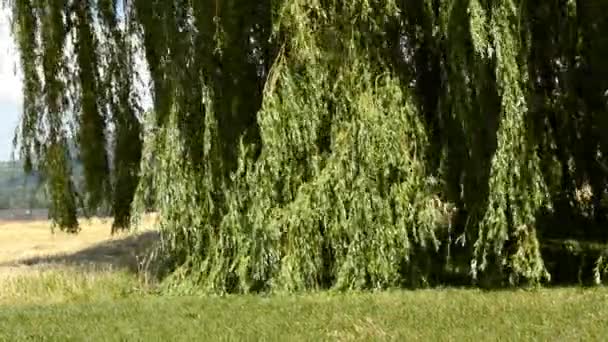 Babylon wilg, Salix babylonica, in sterke wind — Stockvideo