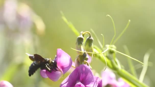 Abelha de carpinteiro, Xylocopa violacea em flor de ervilhaca — Vídeo de Stock