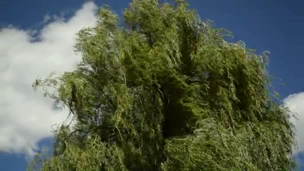 Babylon wilg, Salix babylonica, in sterke wind — Stockvideo