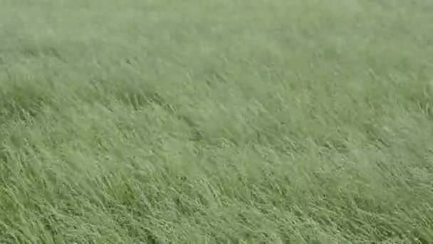 夏草在风中 — 图库视频影像
