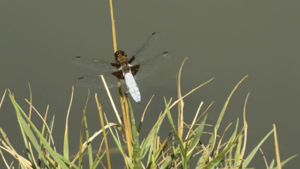 Broad-bodied chaser on a leaf — Stock Video