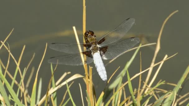 Broad-bodied chaser on a leaf — Stock Video