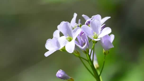 Cuckooflower close seup of the flower — стоковое видео