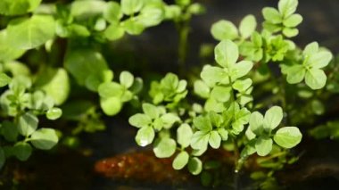 Su teresi, taze yenilebilir bitki bahar