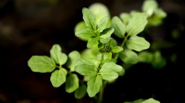 Su teresi, taze yenilebilir bitki bahar