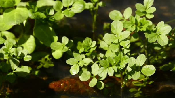 Rukiew wodna, świeże zioła jadalne na wiosnę — Wideo stockowe