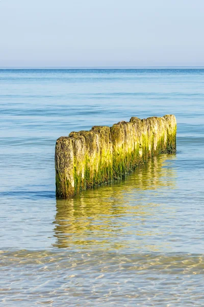 Las ingles en el Mar Báltico — Foto de Stock