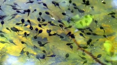 bir havuzda polliwogs, sualtı