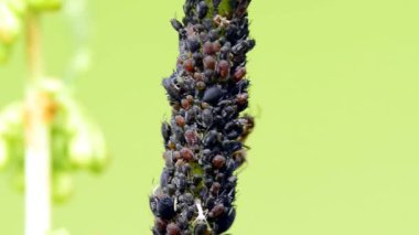 Siyah bitler, koloni karıncalar ile