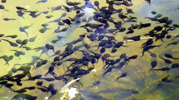 Bajo el agua de polliwogs en un estanque — Vídeos de Stock