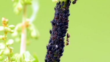 Siyah bitler, koloni karıncalar ile