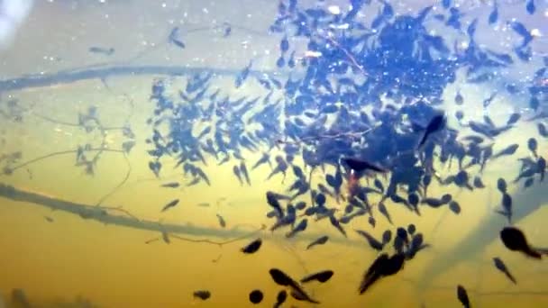 Onderwater van polliwogs in een vijver — Stockvideo