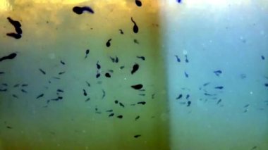 bir havuzda polliwogs, sualtı