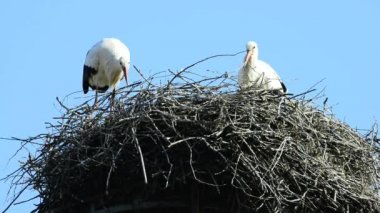 Çatıda bir yuvada leylek