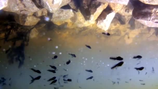 Unterwasser von Polliwogs in einem Teich — Stockvideo