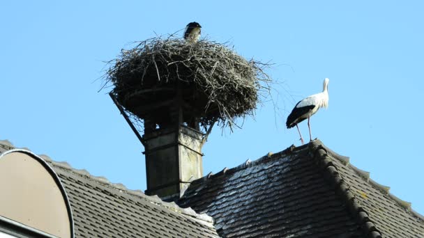 Stork in a nest on a roof — Stock Video