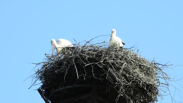 Stork i ett bo på ett tak — Stockvideo