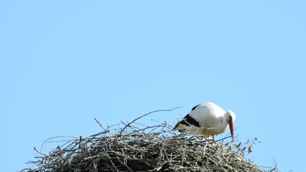 屋根の上の巣でコウノトリ — ストック動画