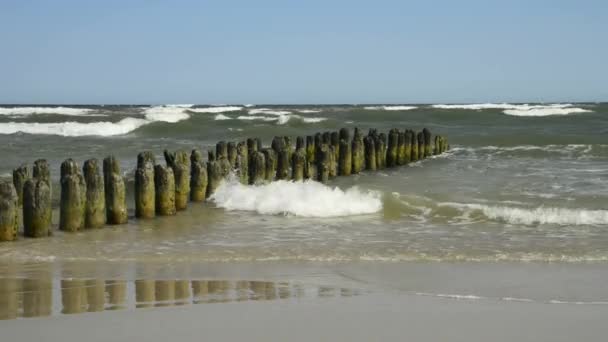 Pachwiny w Morzu Bałtyckim z surf — Wideo stockowe