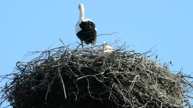 Çatıda bir yuvada leylek