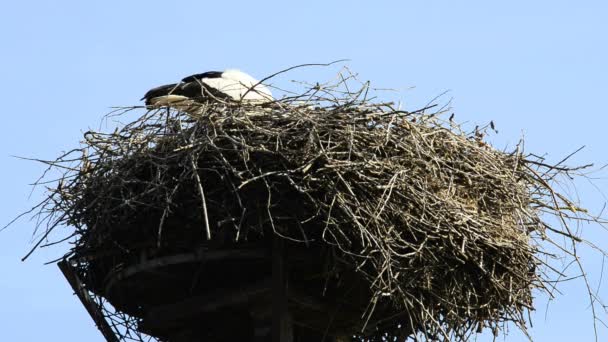 Cegonha em um ninho em um telhado — Vídeo de Stock